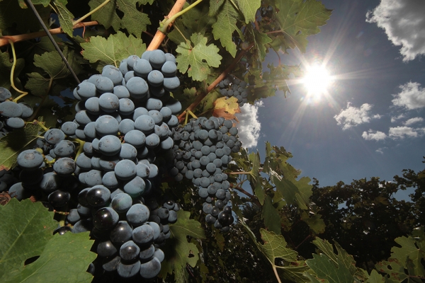 В этом году «Массандра» заложит около 150 гектаров молодых виноградников