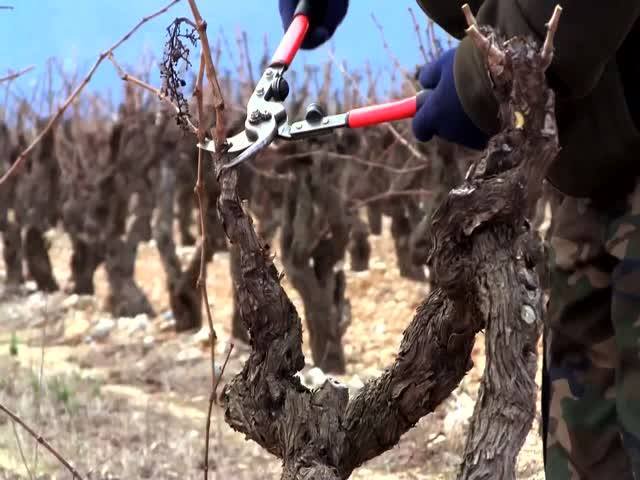 Праздник виноградной лозы в Массандре