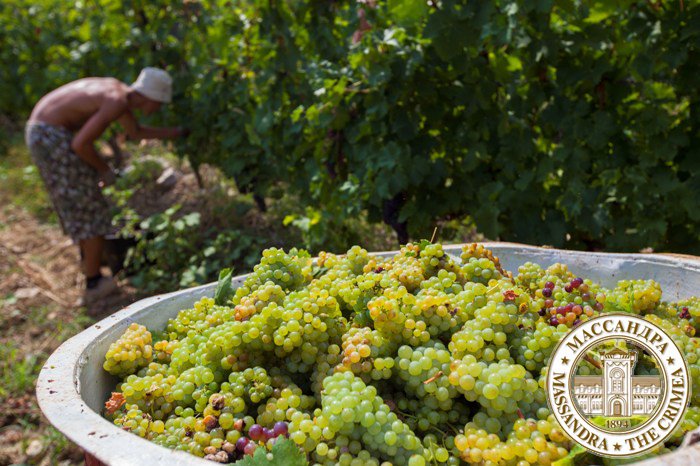 Филиалы «Массандры» начинают реализацию свежего винограда