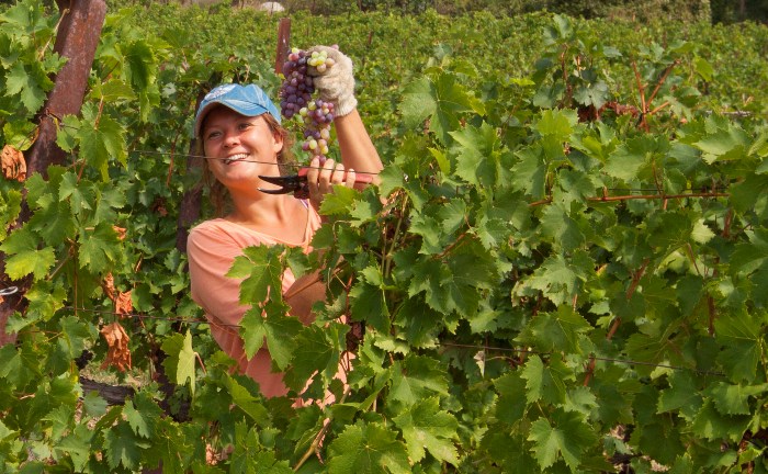 «Массандра» начинает реализацию винограда столовых сортов (АДРЕСА ТОРГОВЫХ ТОЧЕК)